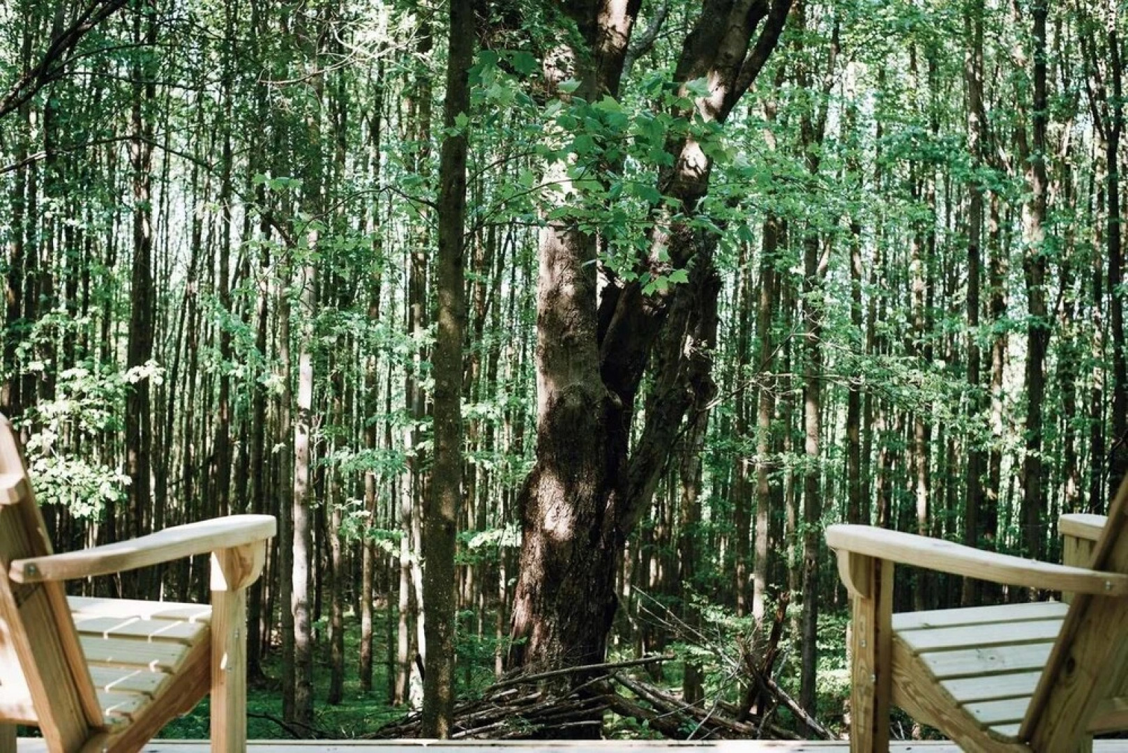 Tentrr â Hollow Tree Camp