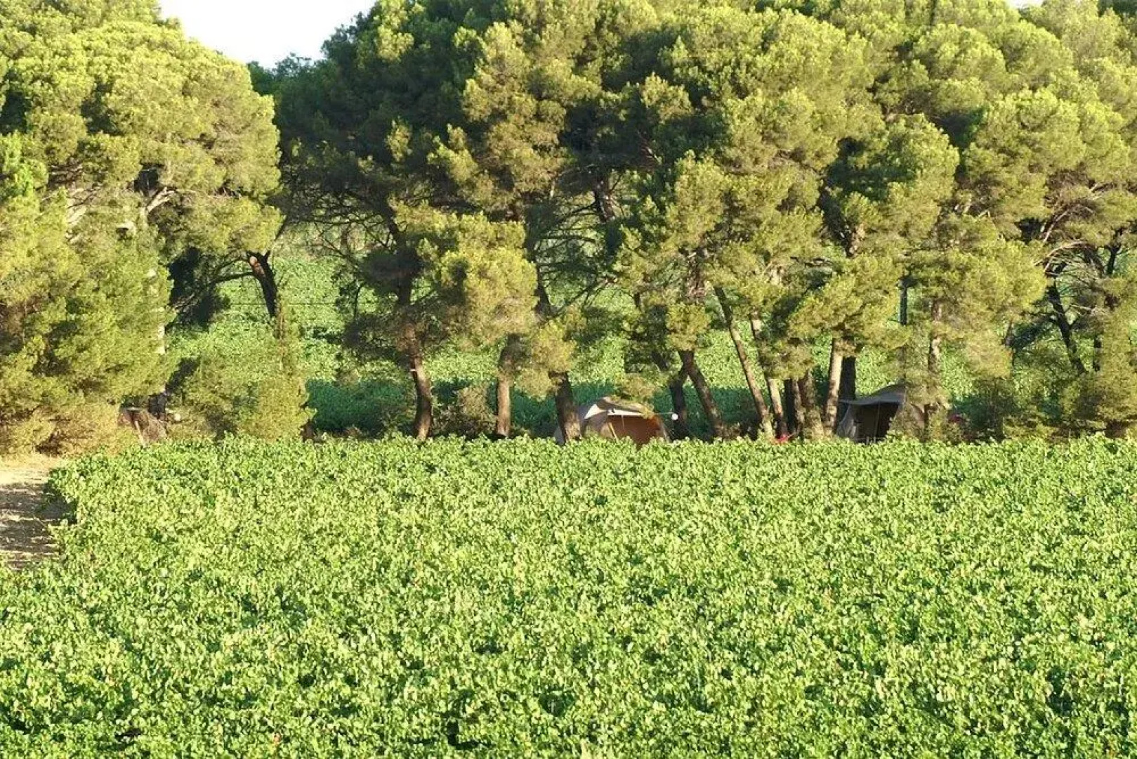 Saint Paul Le Marseillais