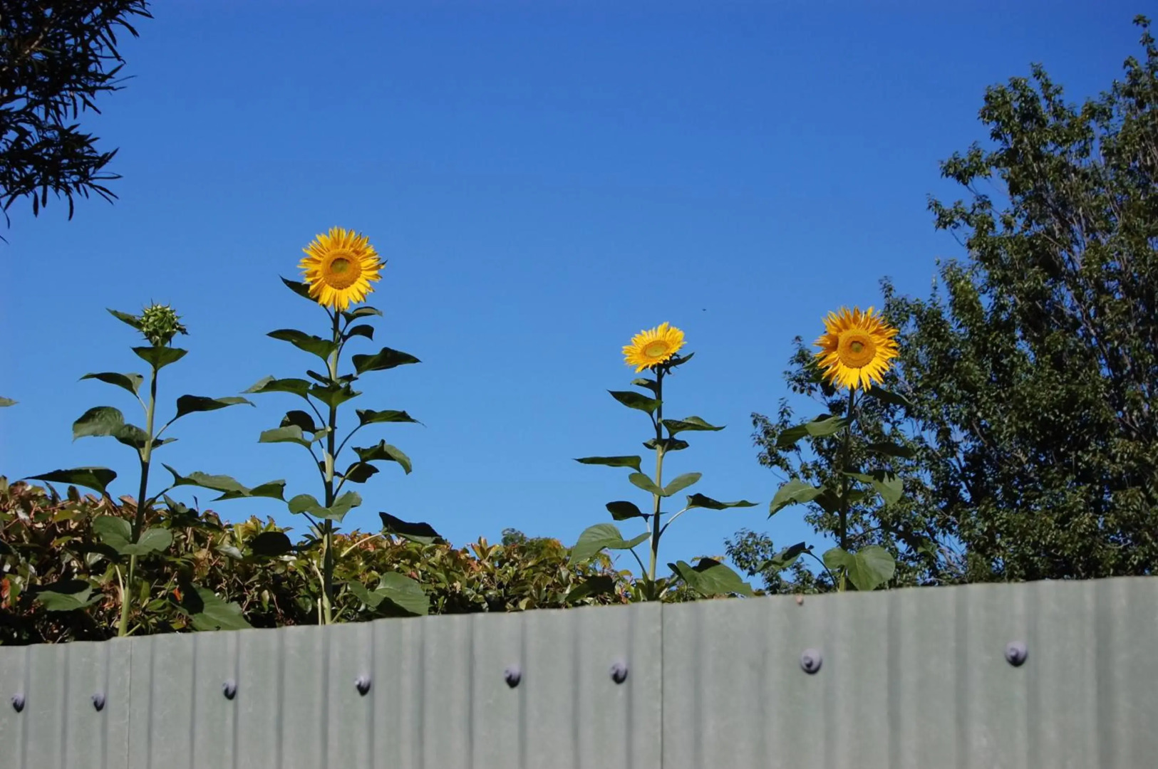 Tongariro River Motel