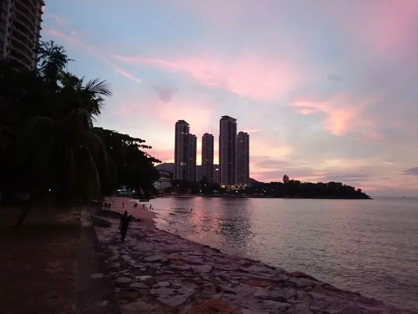Sea Lion by the Beach