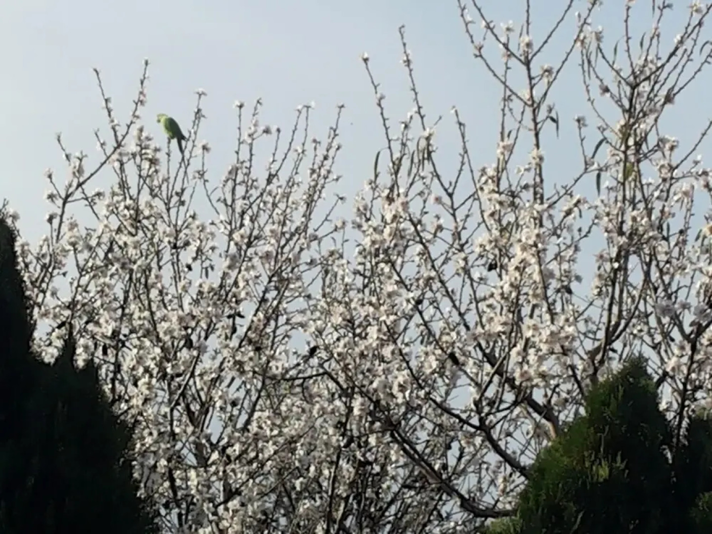 אצלנו - בגליל העליון