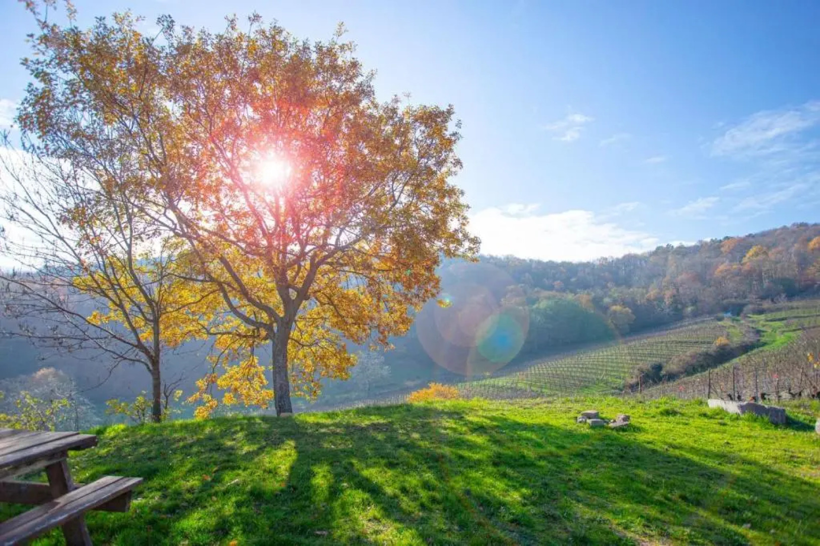 Gîte La Rodernelle - Sauna privatif - Climatisation - Vue sur le Château du Haut Kœnigsbourg