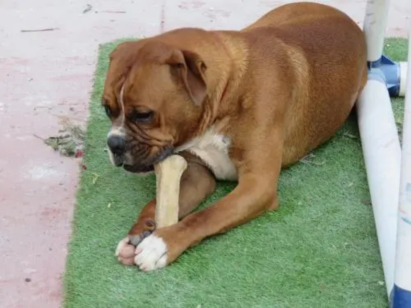 Selmunett – Malta Homestay