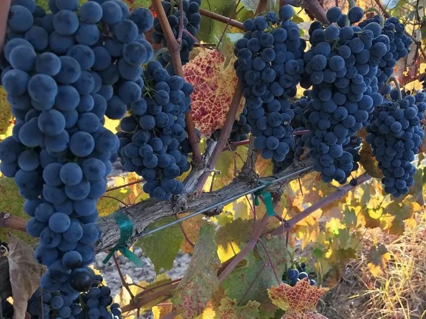 Tentrr - the Vineyard