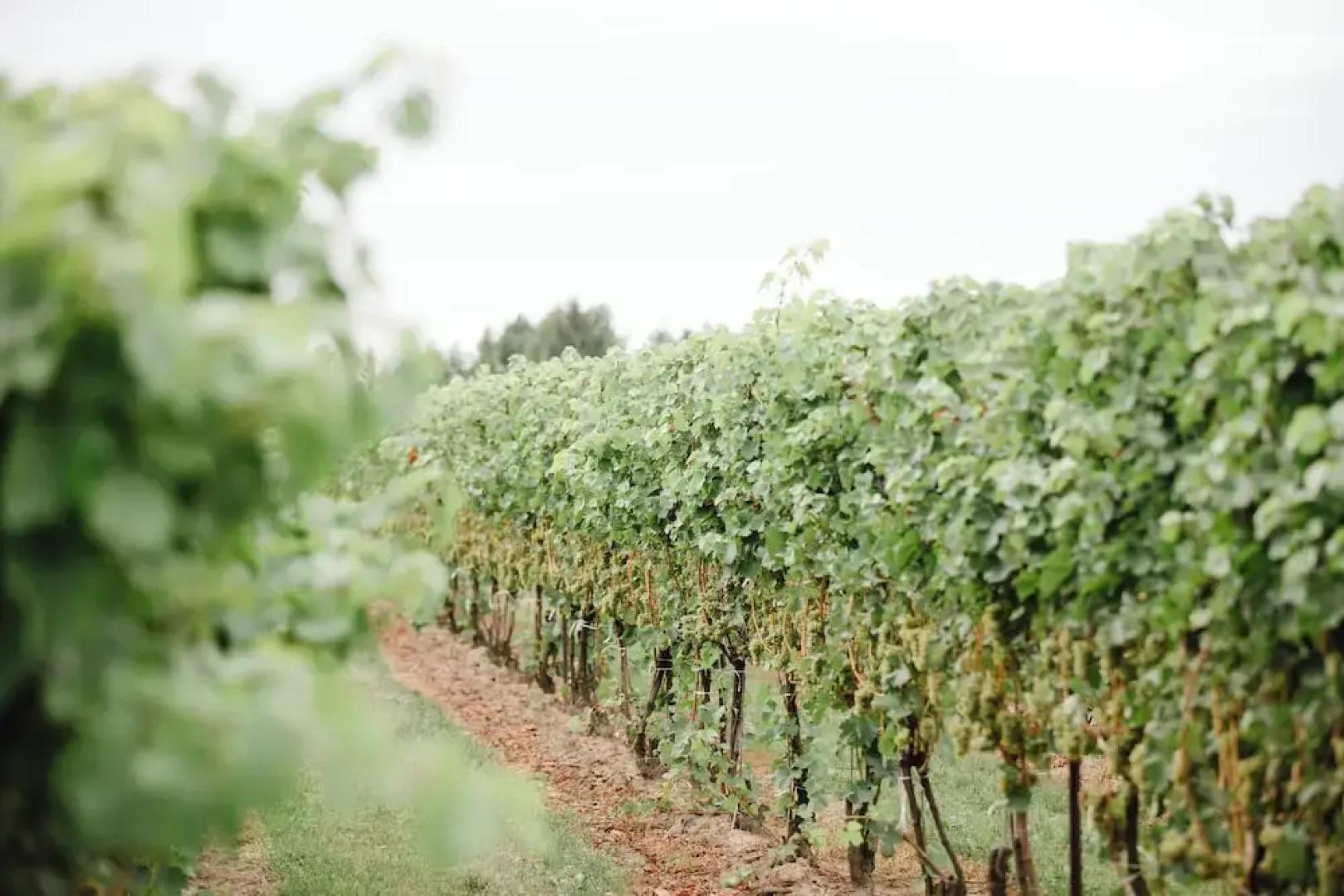 Staybridge Suites St Catharines Conf Ctr by IHG