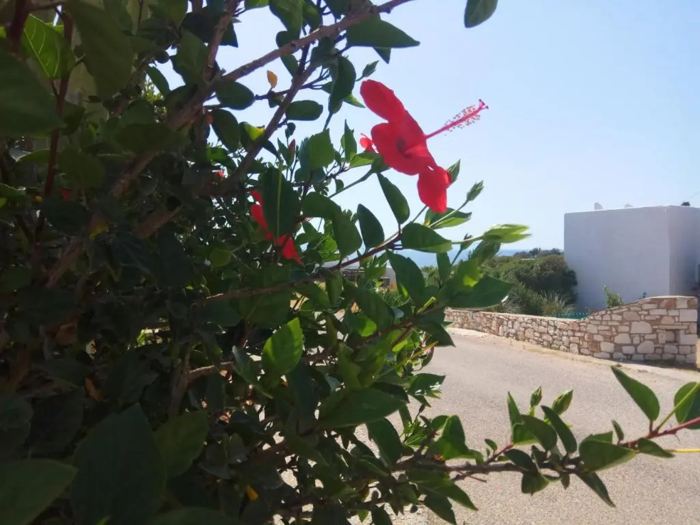 Nicos Studios & Apartments