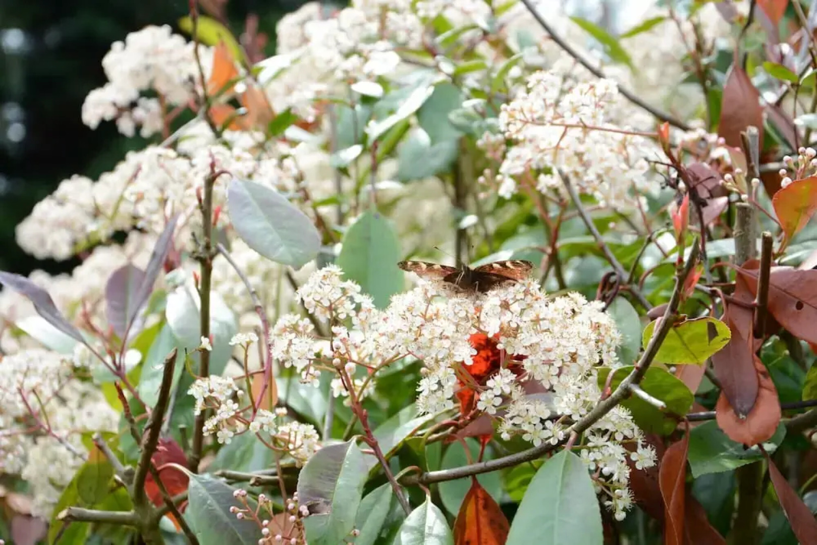 The White House With Studio