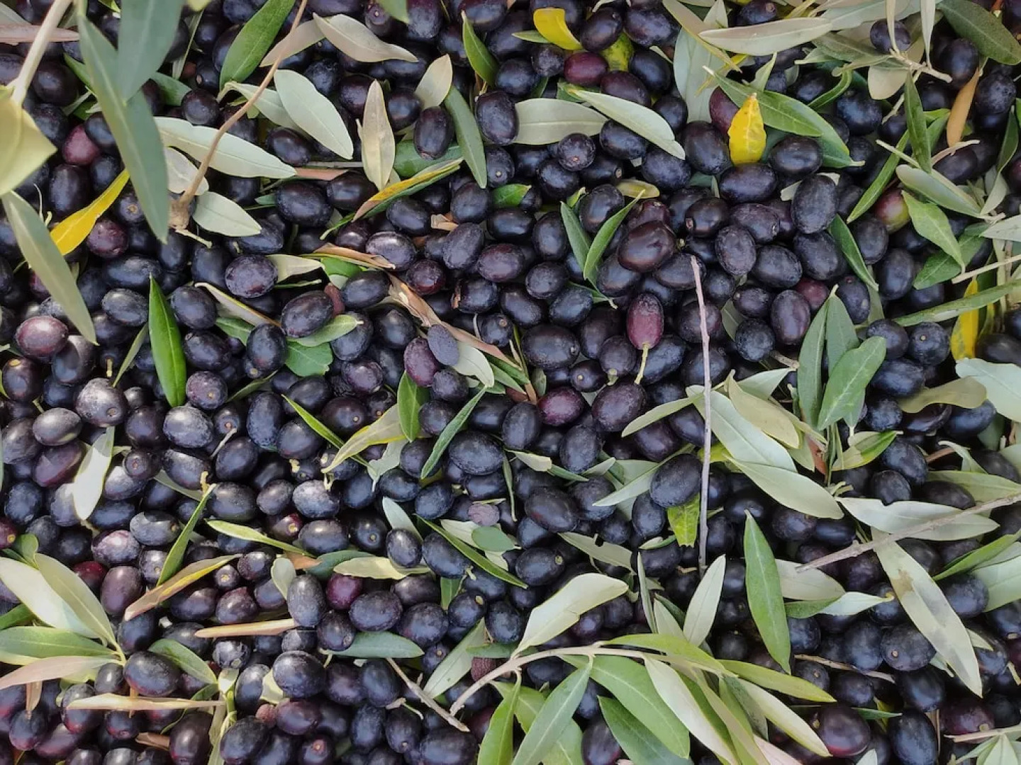 Glamping at an Agriturismo in the Vineyard