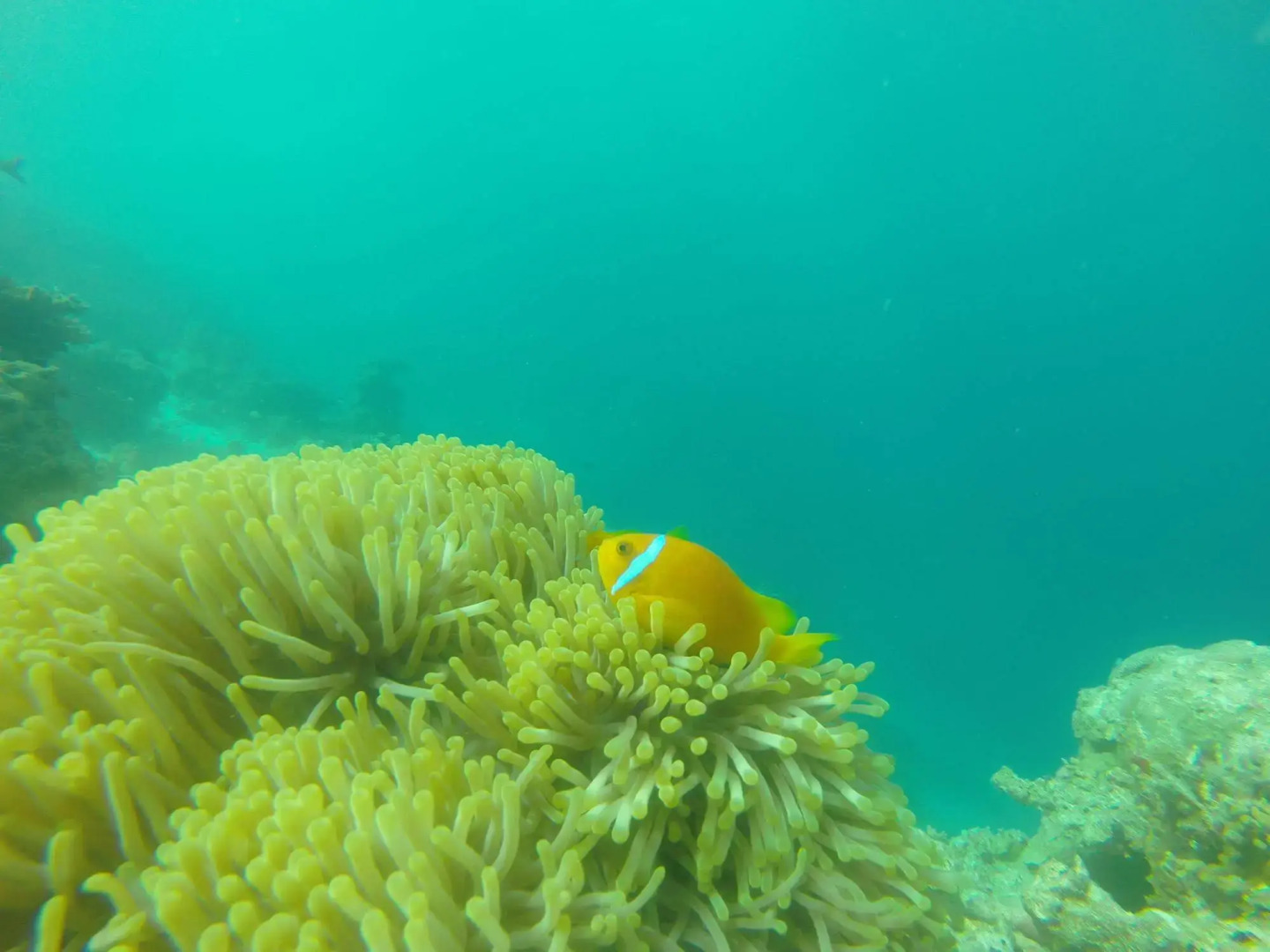 White Sand Lodge at Maafushi