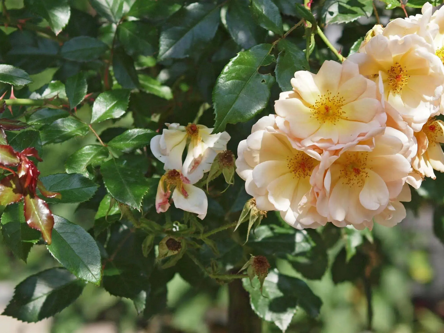 Waldhotel Felsenkeller