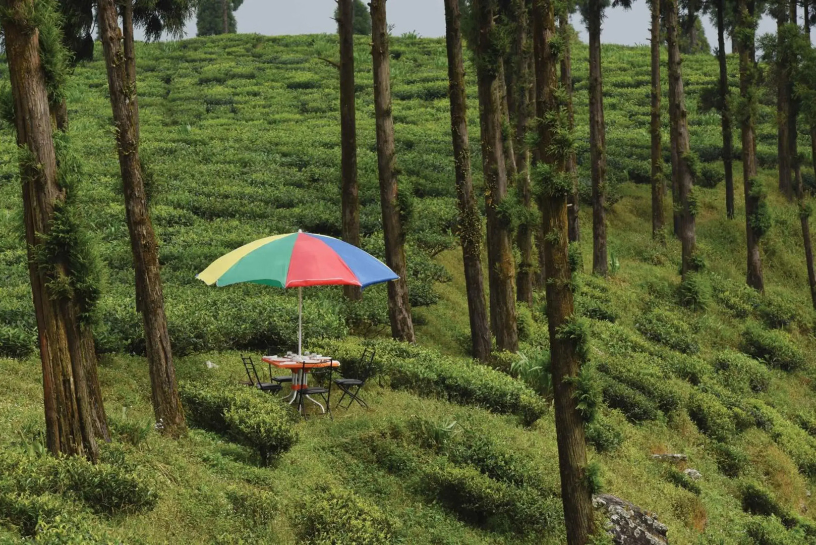 Sourenee Tea Estate & Boutique Resort