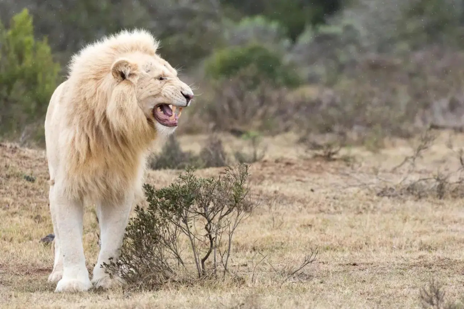 Pumba Private Game Reserve