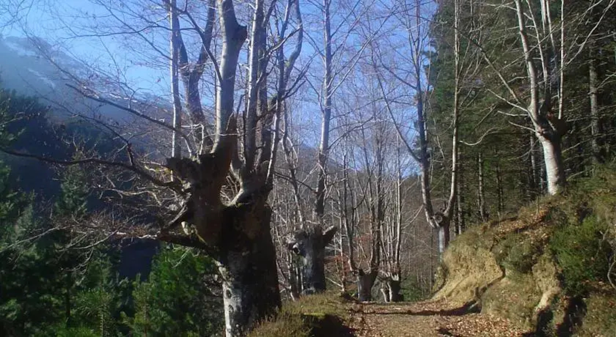 Arrieta Haundi