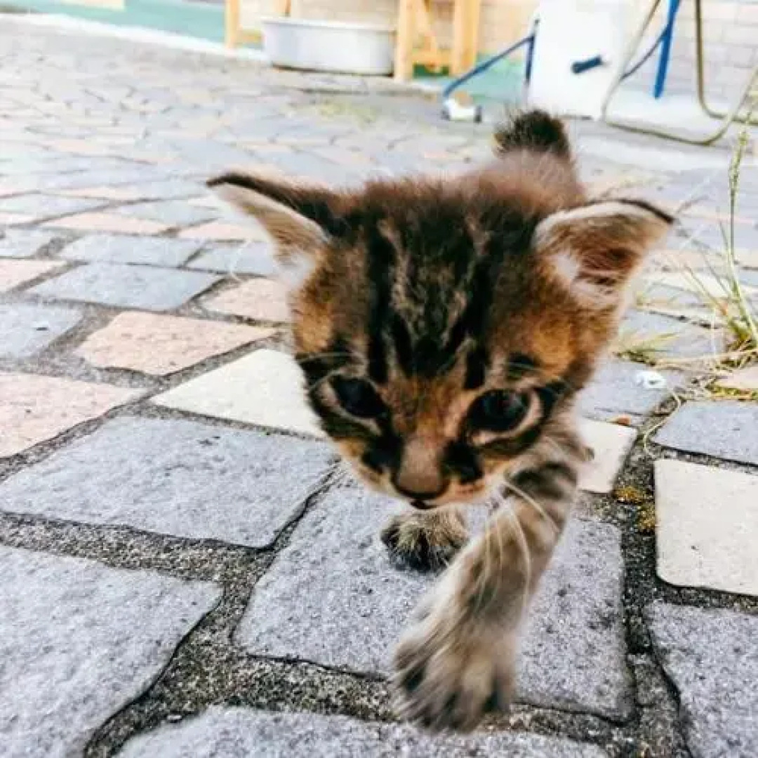 Sakai Guest House AMAMI（堺ゲストハウス奄美）