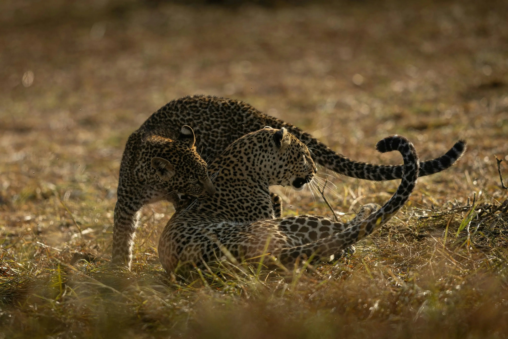 The Ritz-Carlton, Masai Mara Safari Camp
