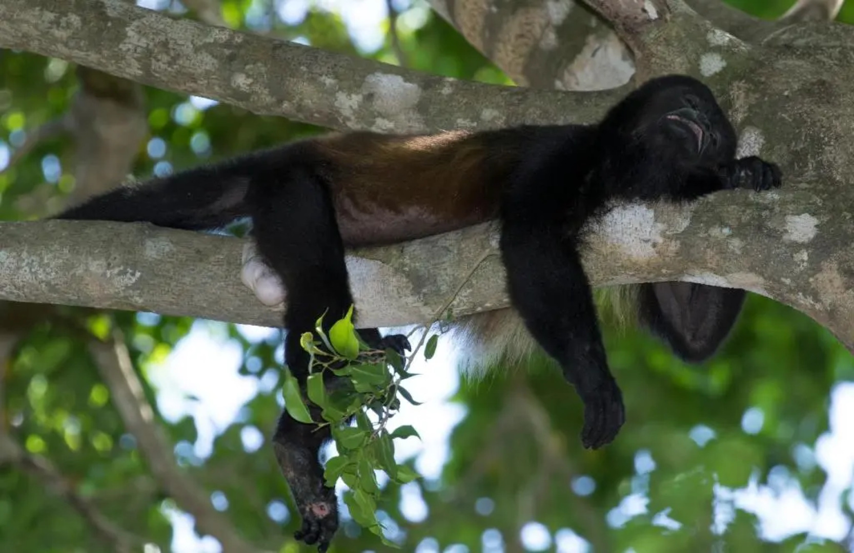 Golden Pineapple Villas