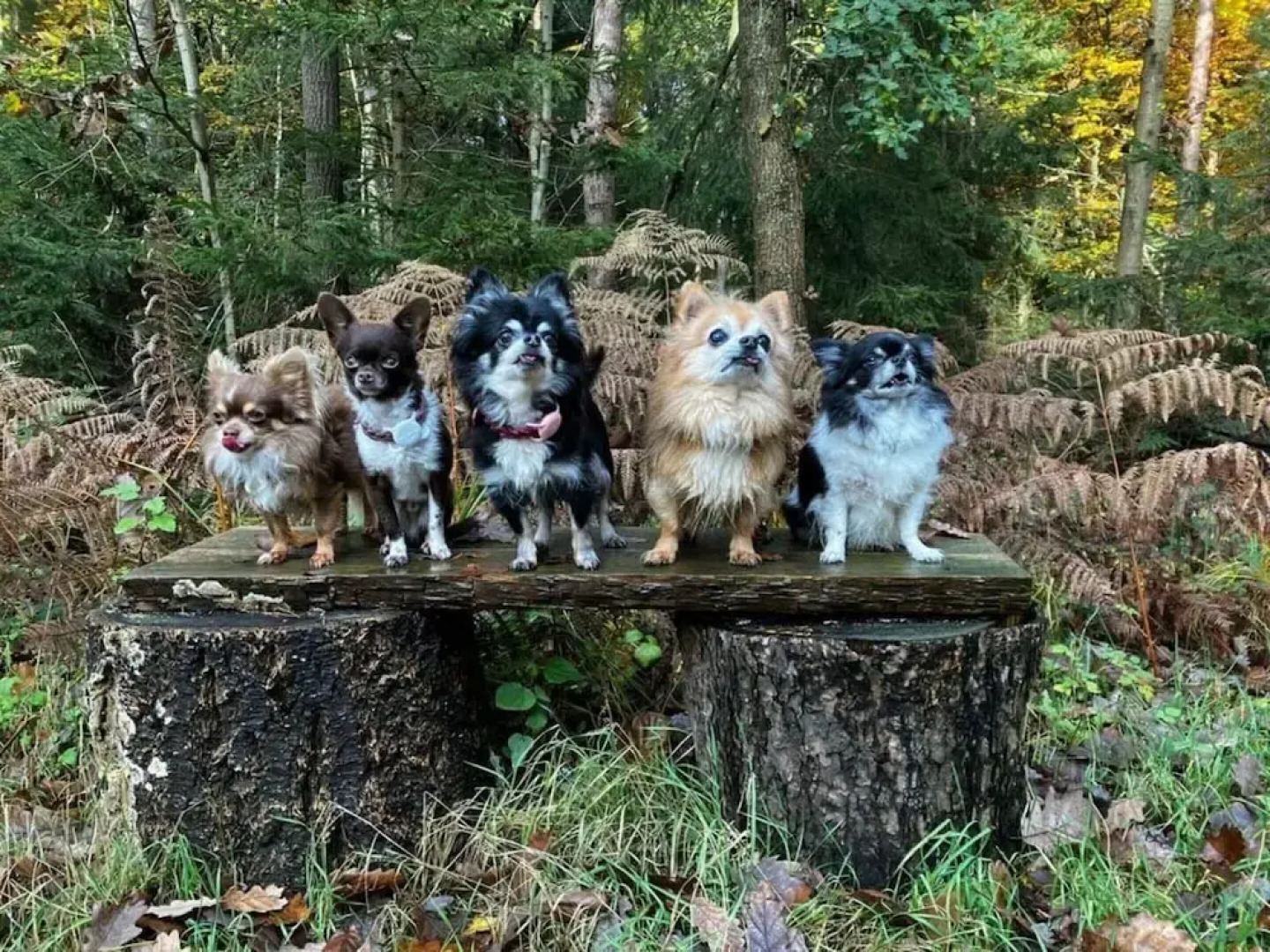 Sun, Mudflats and sea