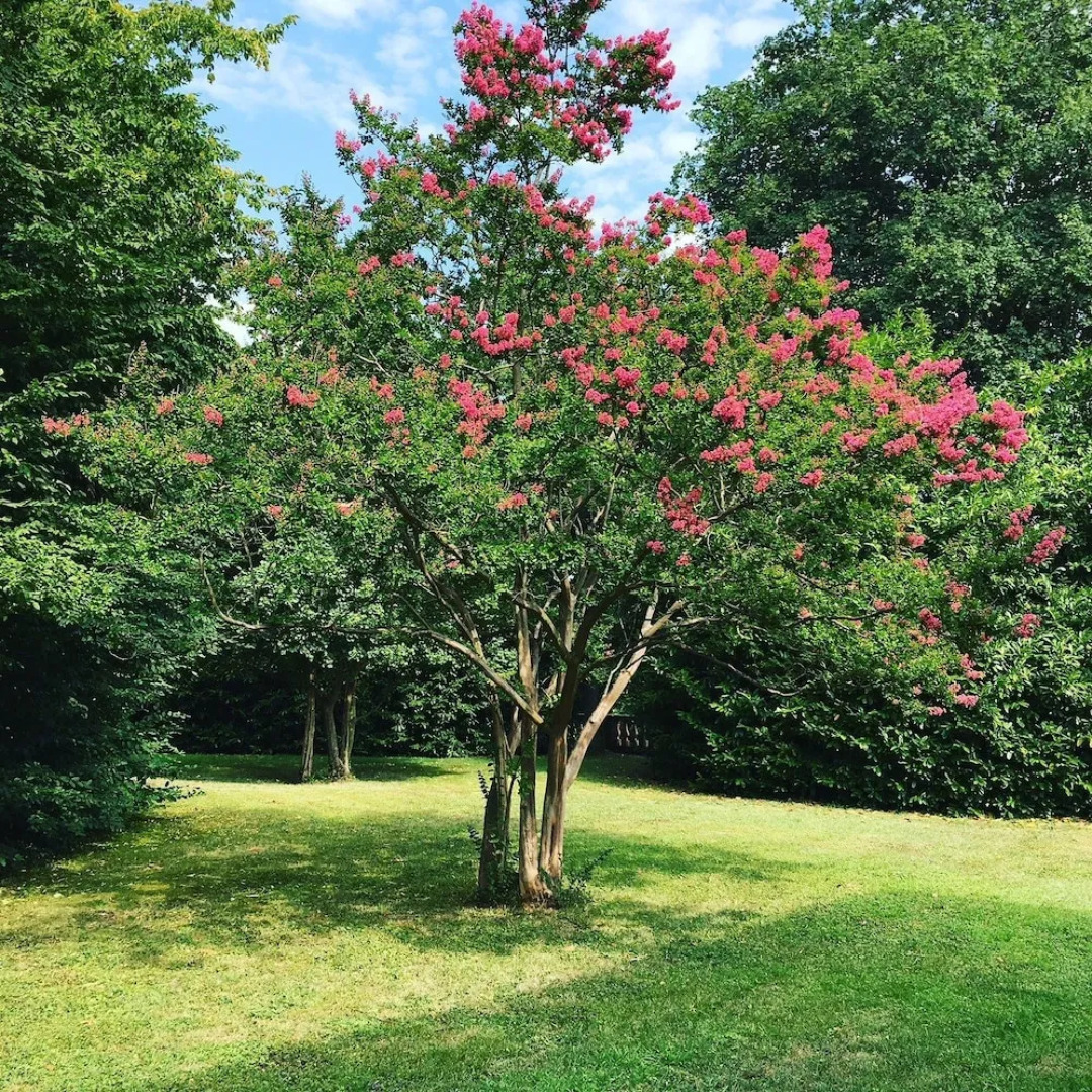 Foresteria del Castello