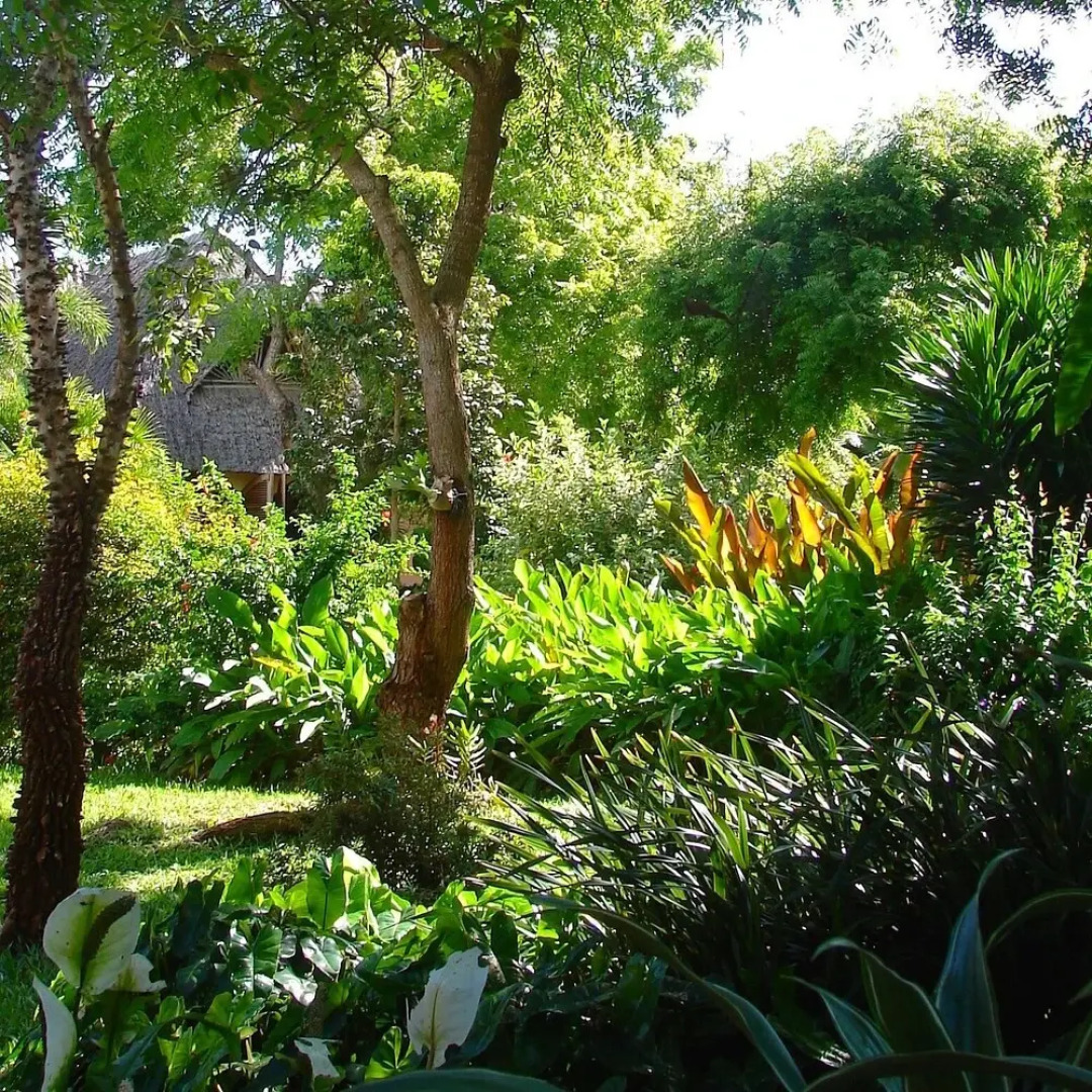 Tiwani Sunset, a Little Piece of Eden