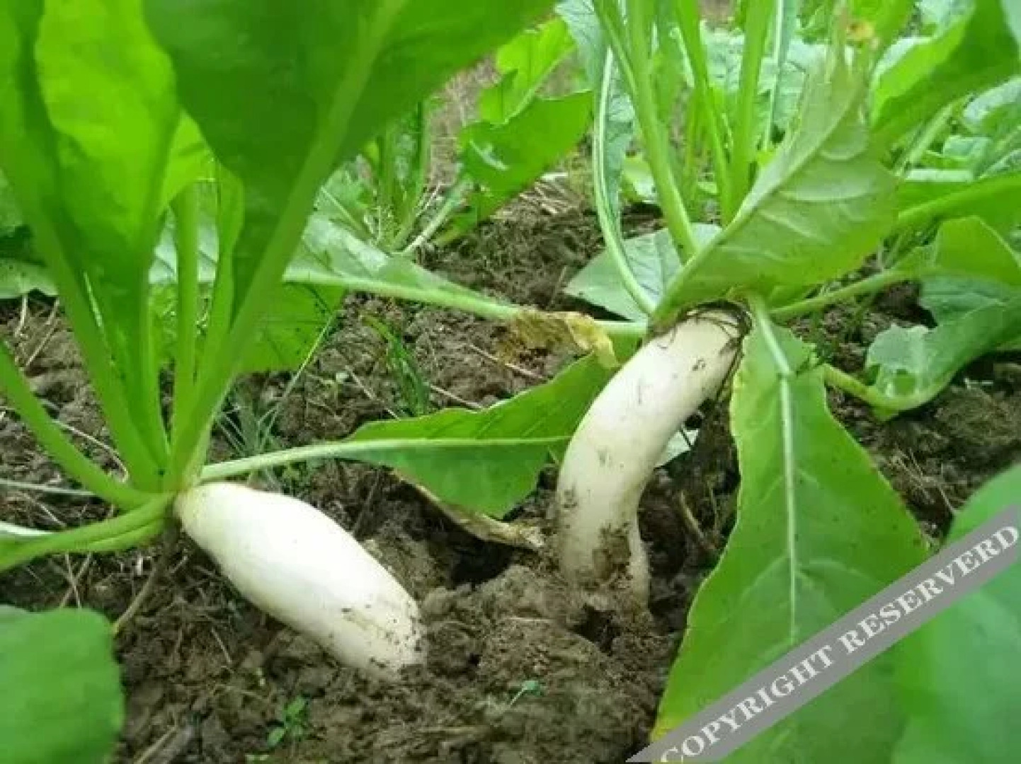 Sanqingshan Hongda Guest House