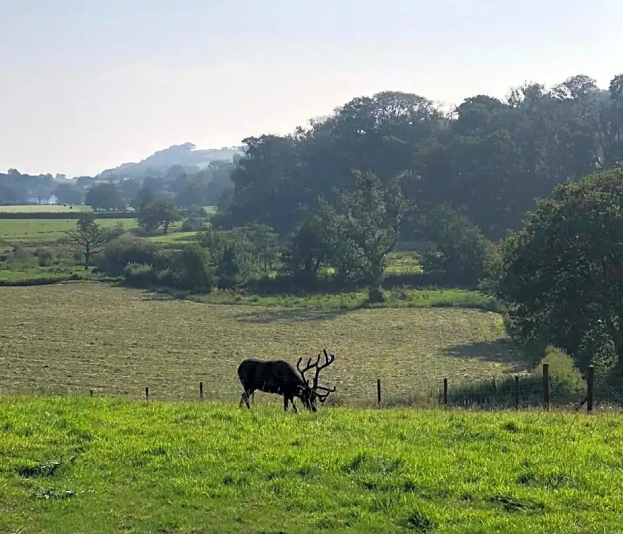 The Reindeer Retreat Daisy Double