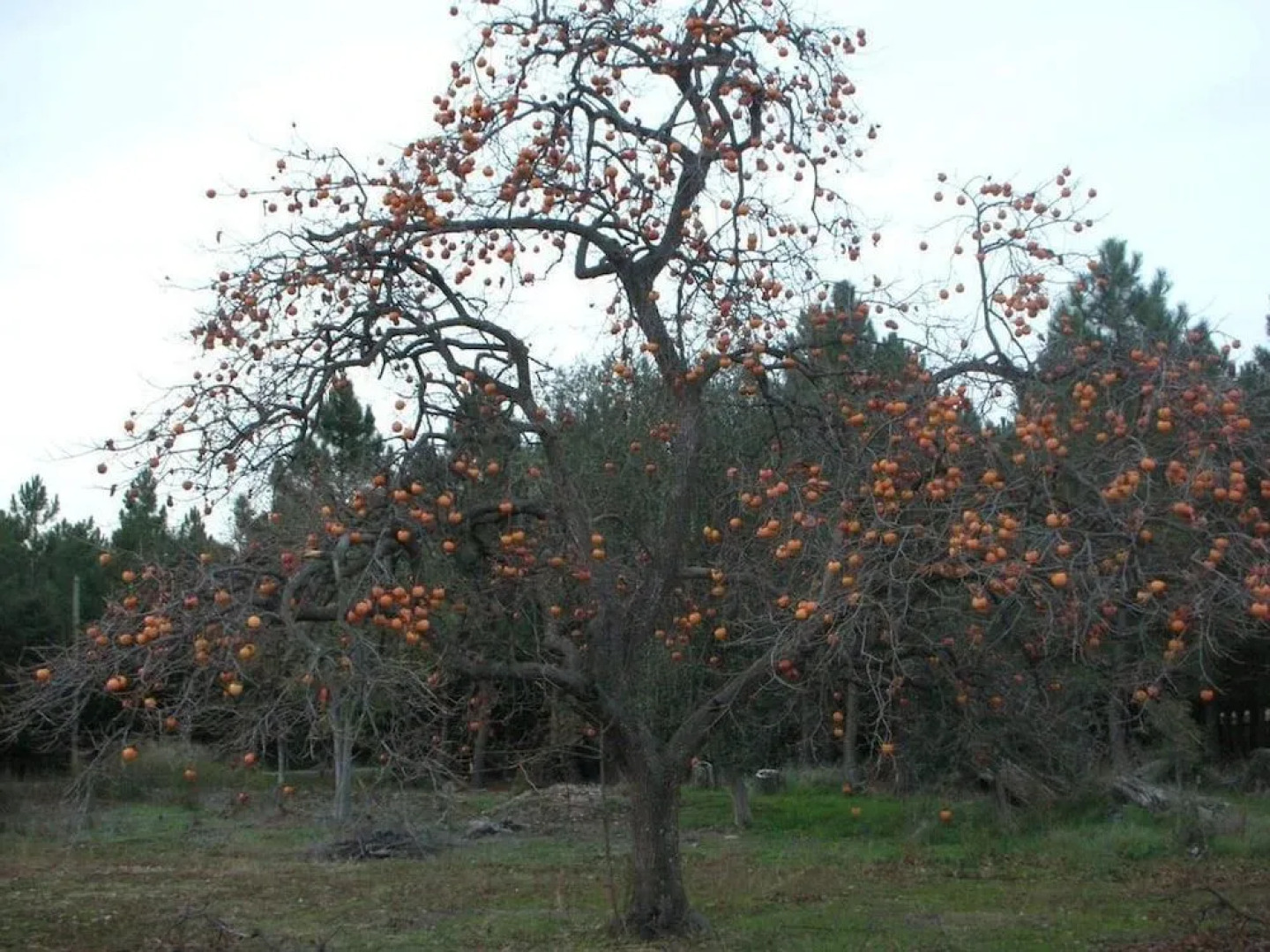 Domaine de Nidolères