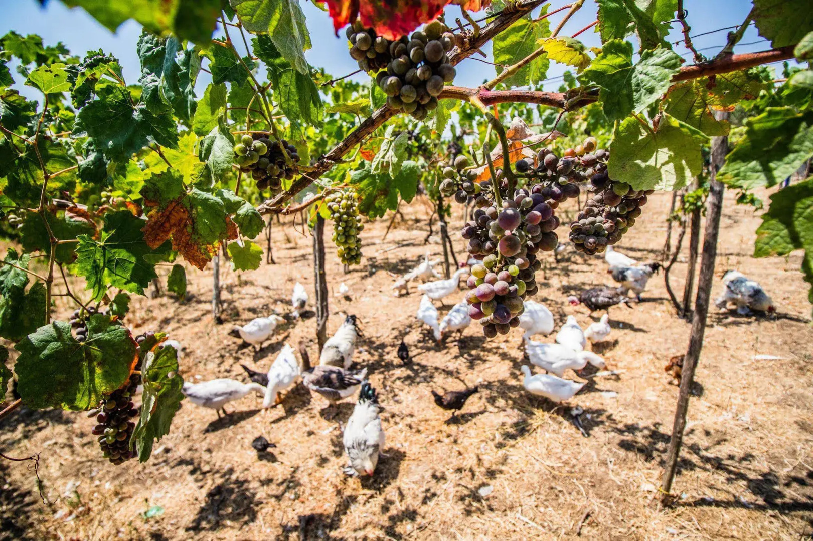 Il Gallo con gli Stivali