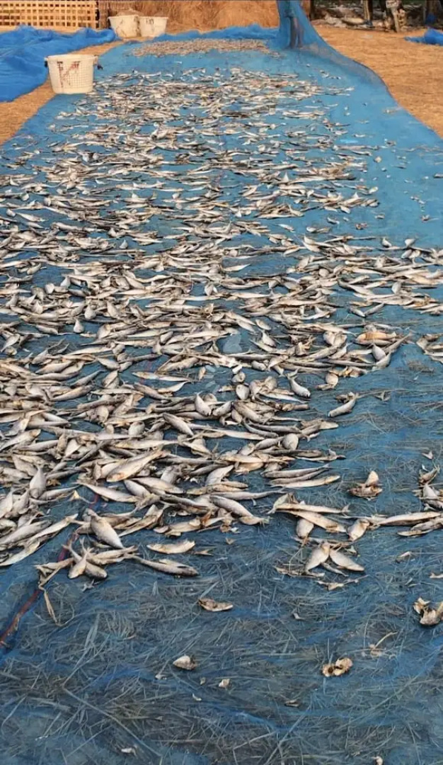 Sea Breeze Lodge Ngapali