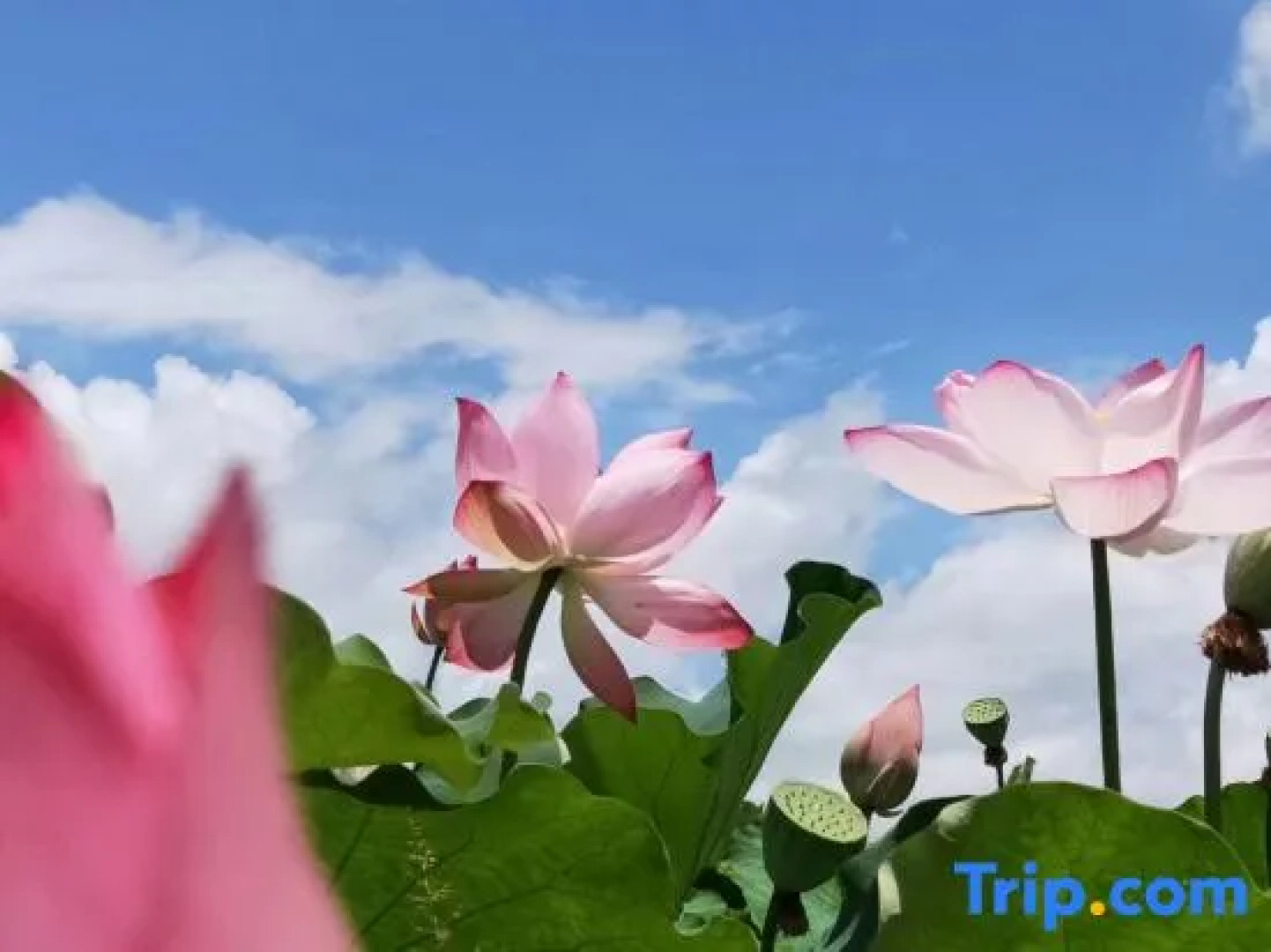 Puzhehei Yidu Homestay (Hehua Daguan Garden)