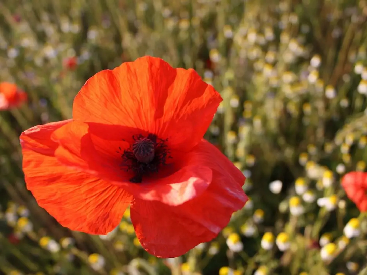 Rustic Apartment in Biendorf With Sauna