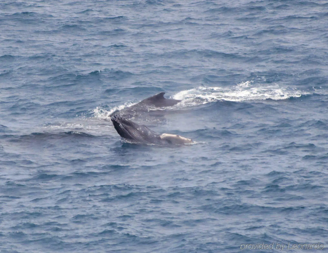 Palms Cliff House Inn
