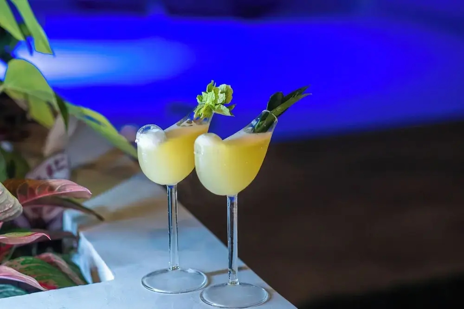 Bird of Paradise Bohol Resort