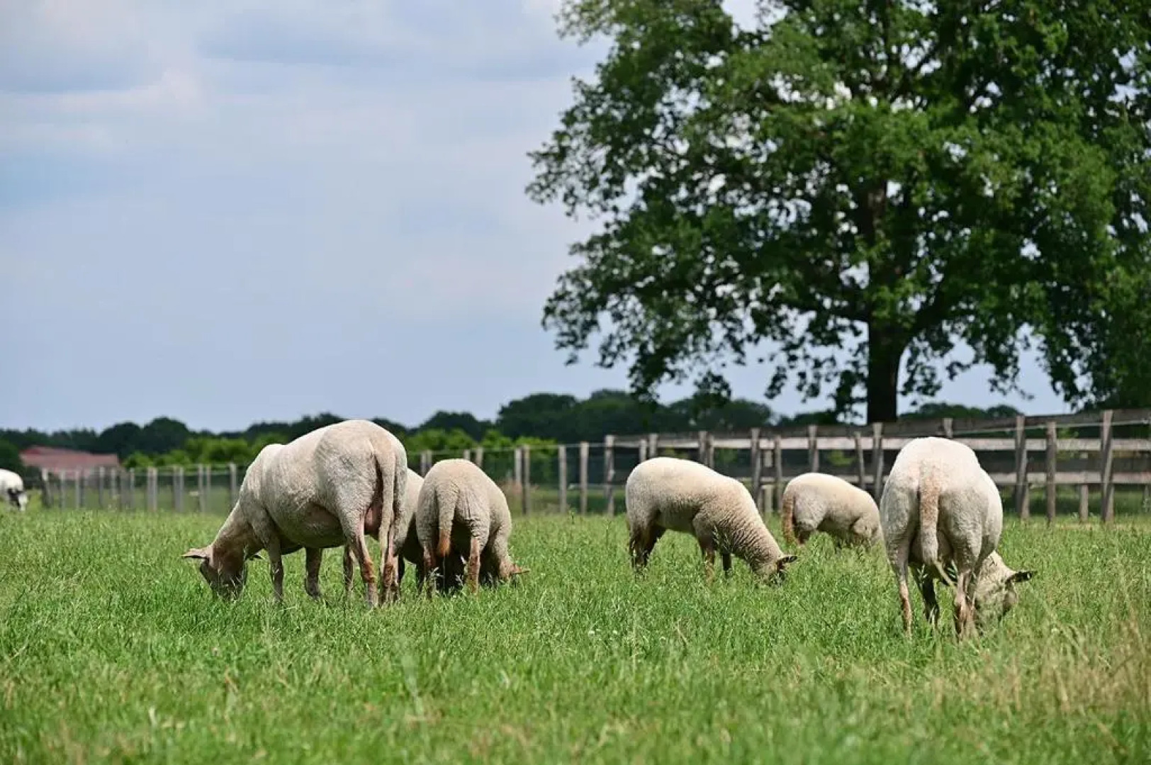 De Lakenvelder B&B Eersel
