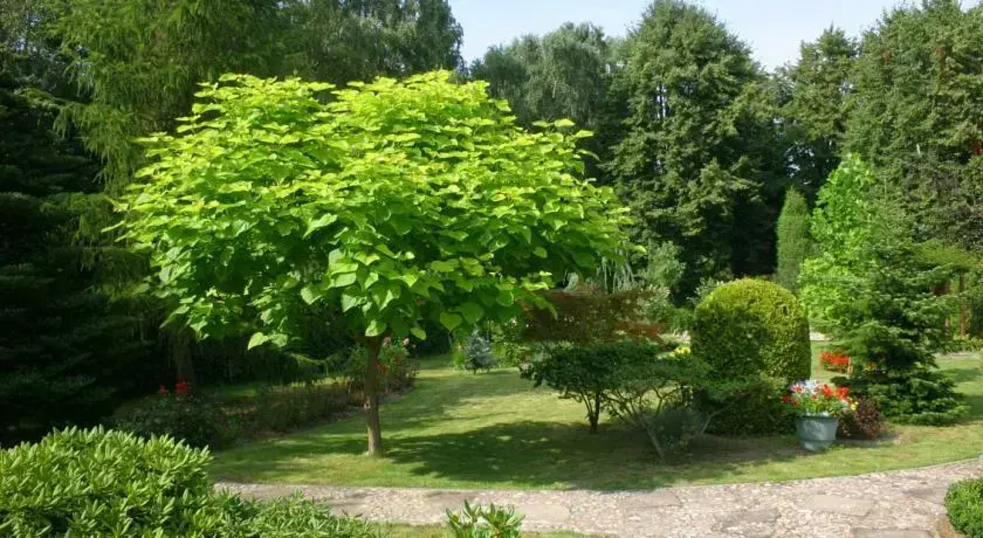 Róża Wiatrów