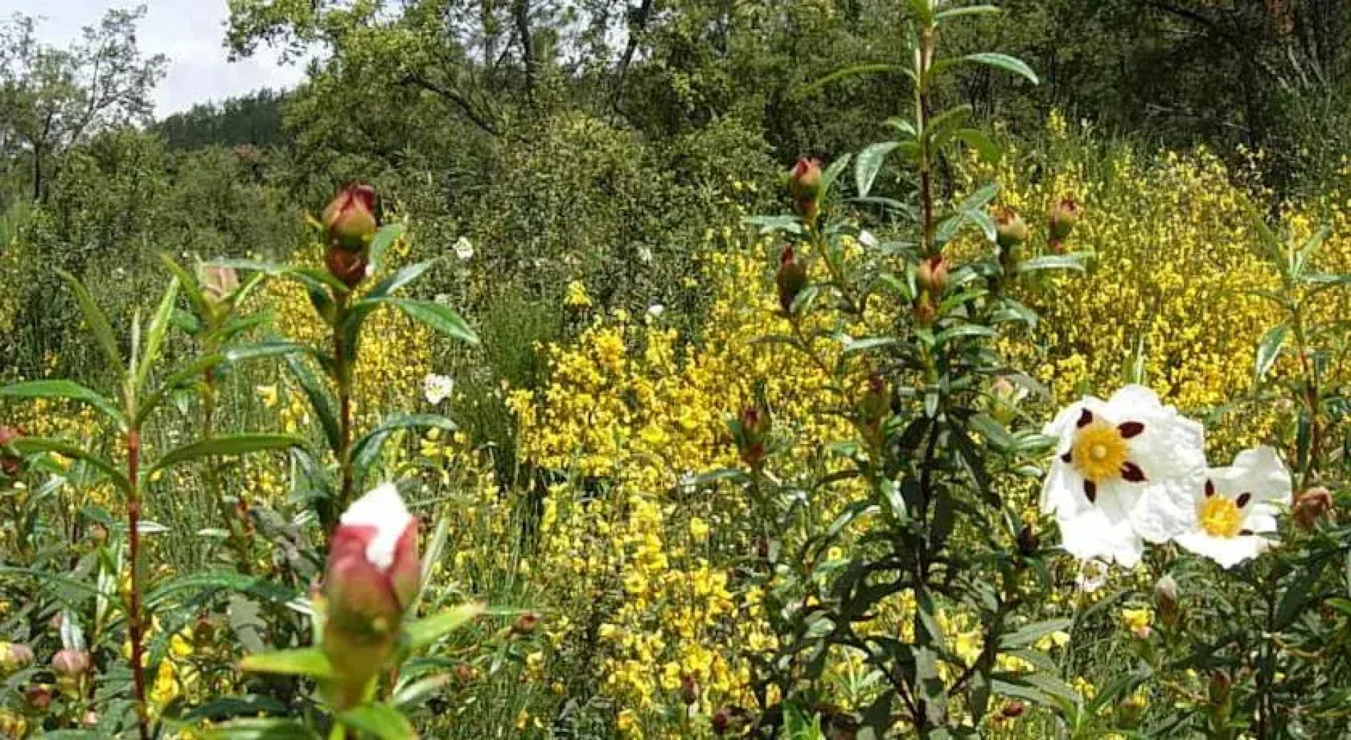 Refugio De La Rabaza