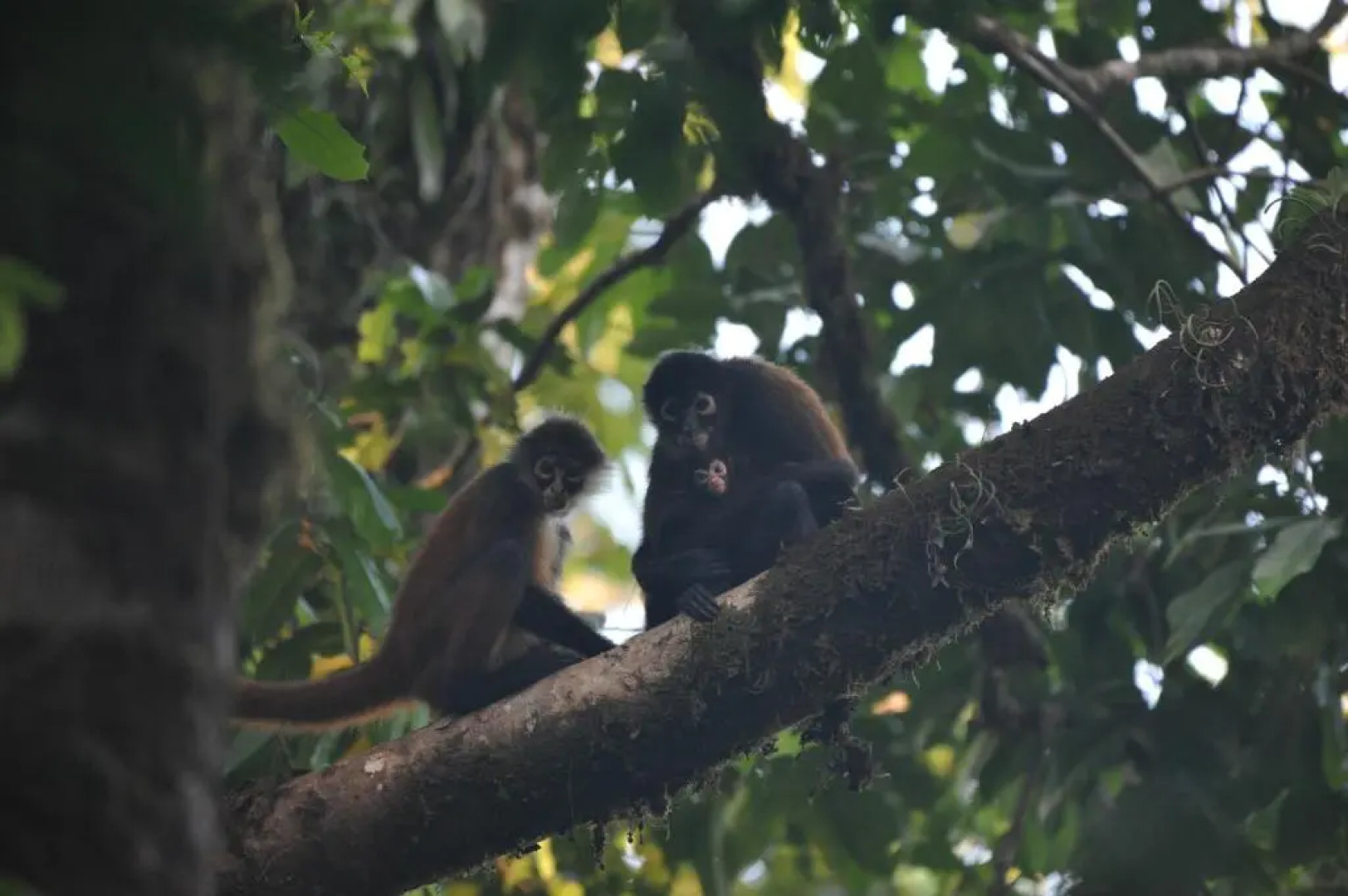 Estación Biológica Tamandua