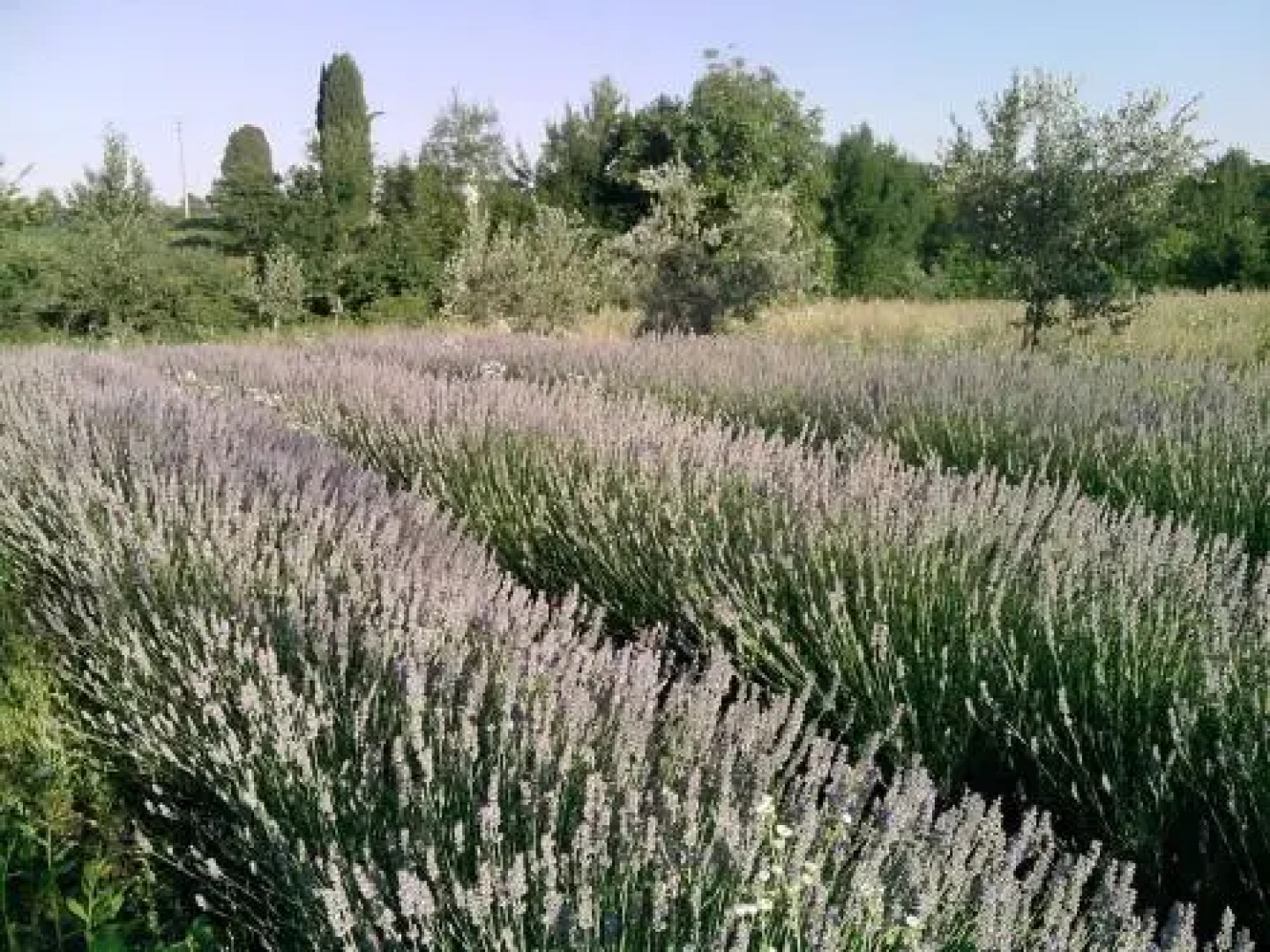 La Valeriana Farm Apartments