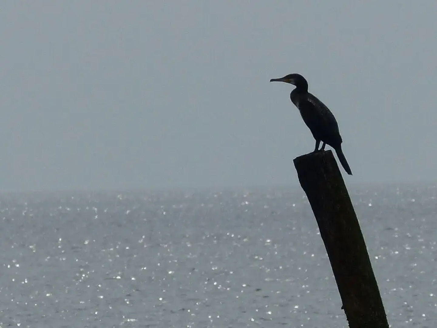 Luring Holiday Home in Callantsoog near Sea