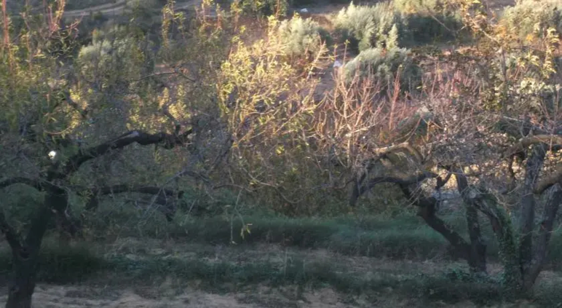 Antiga Escola Mas Del Molinell