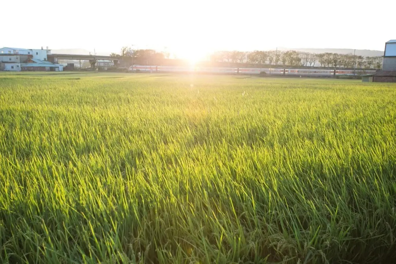 Tree House Café & Homestay