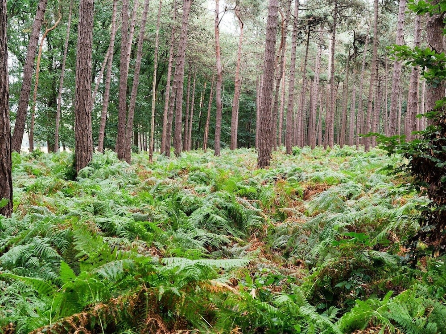 Scenic Holiday Home in Schijf with Roofed Garden