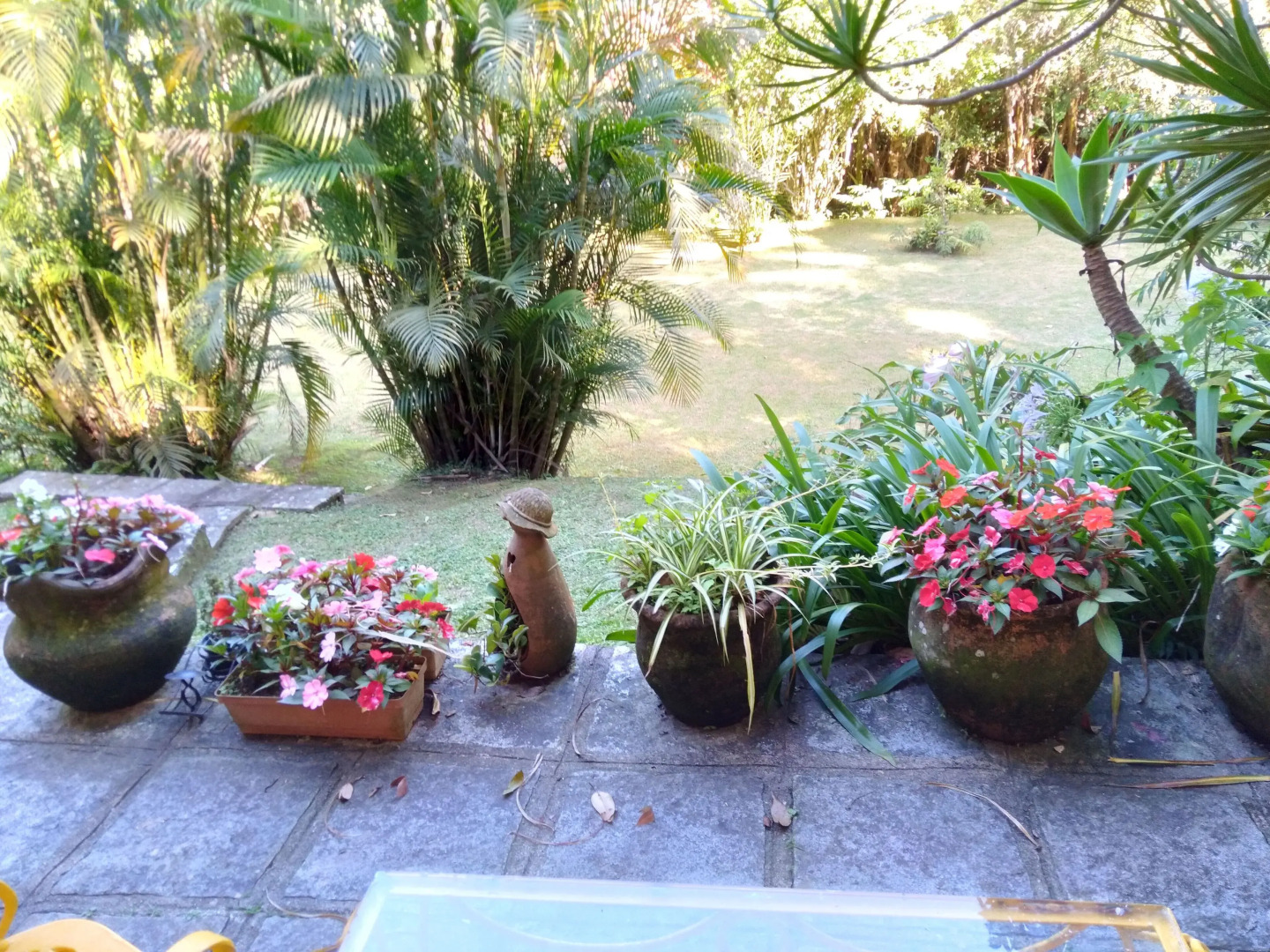 Bromelia Sabia & Cia