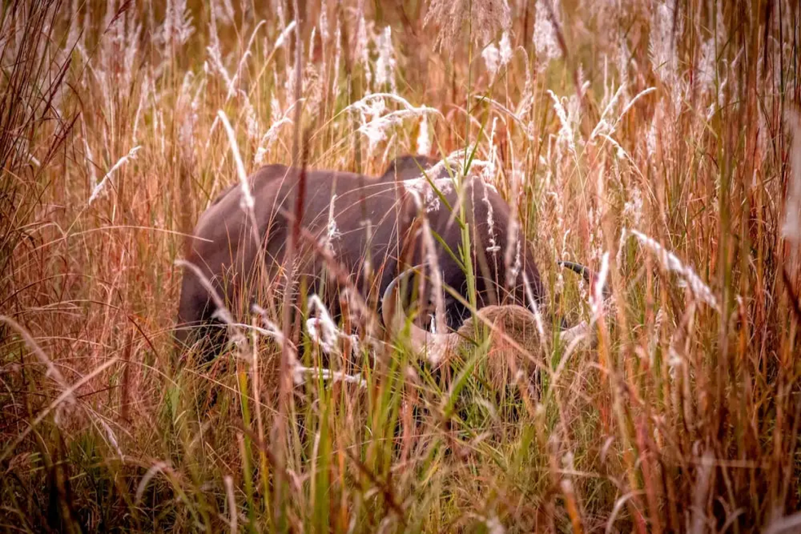 The Untamed Bandhavgarh by TUTC