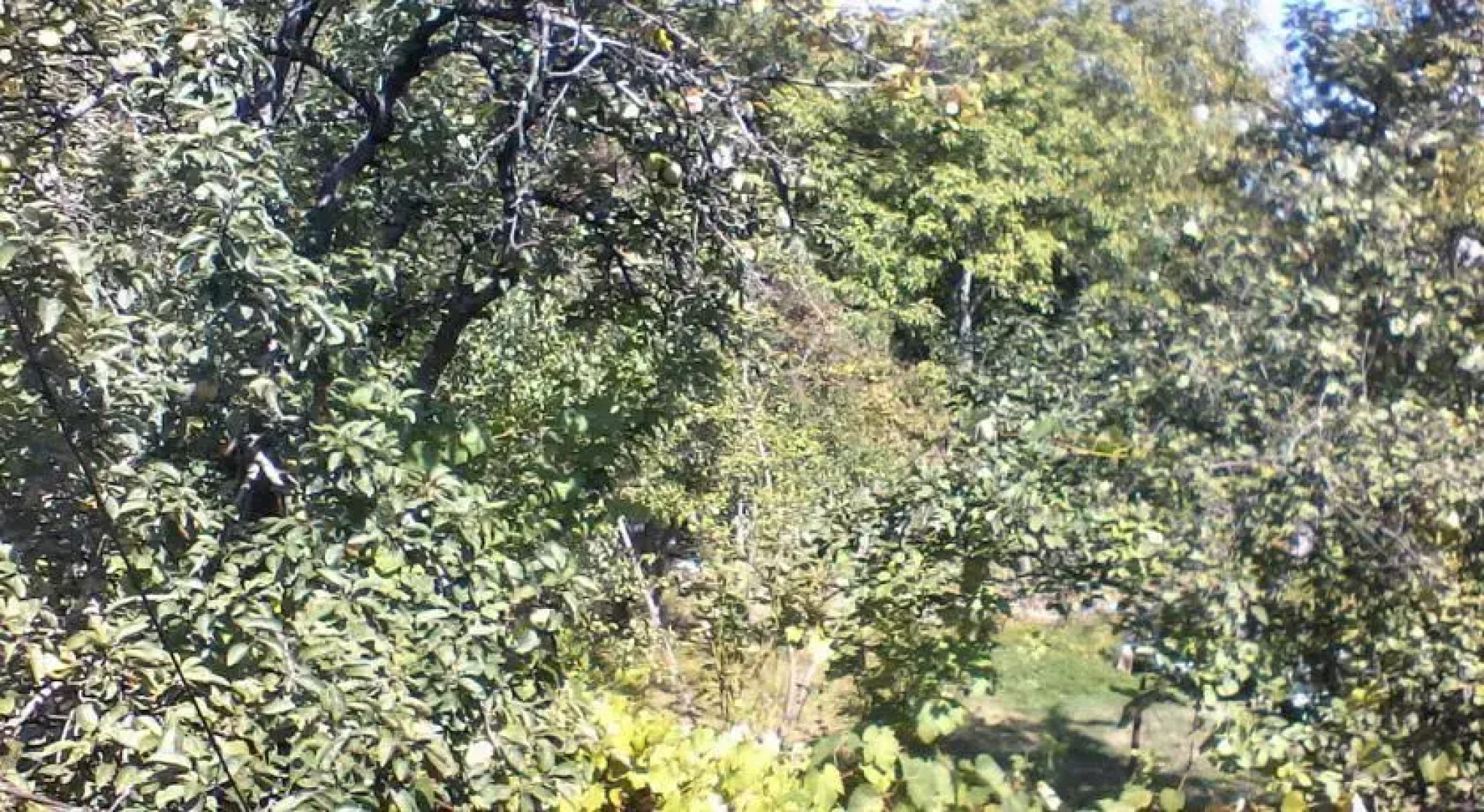 Borjomi Likani Homestay