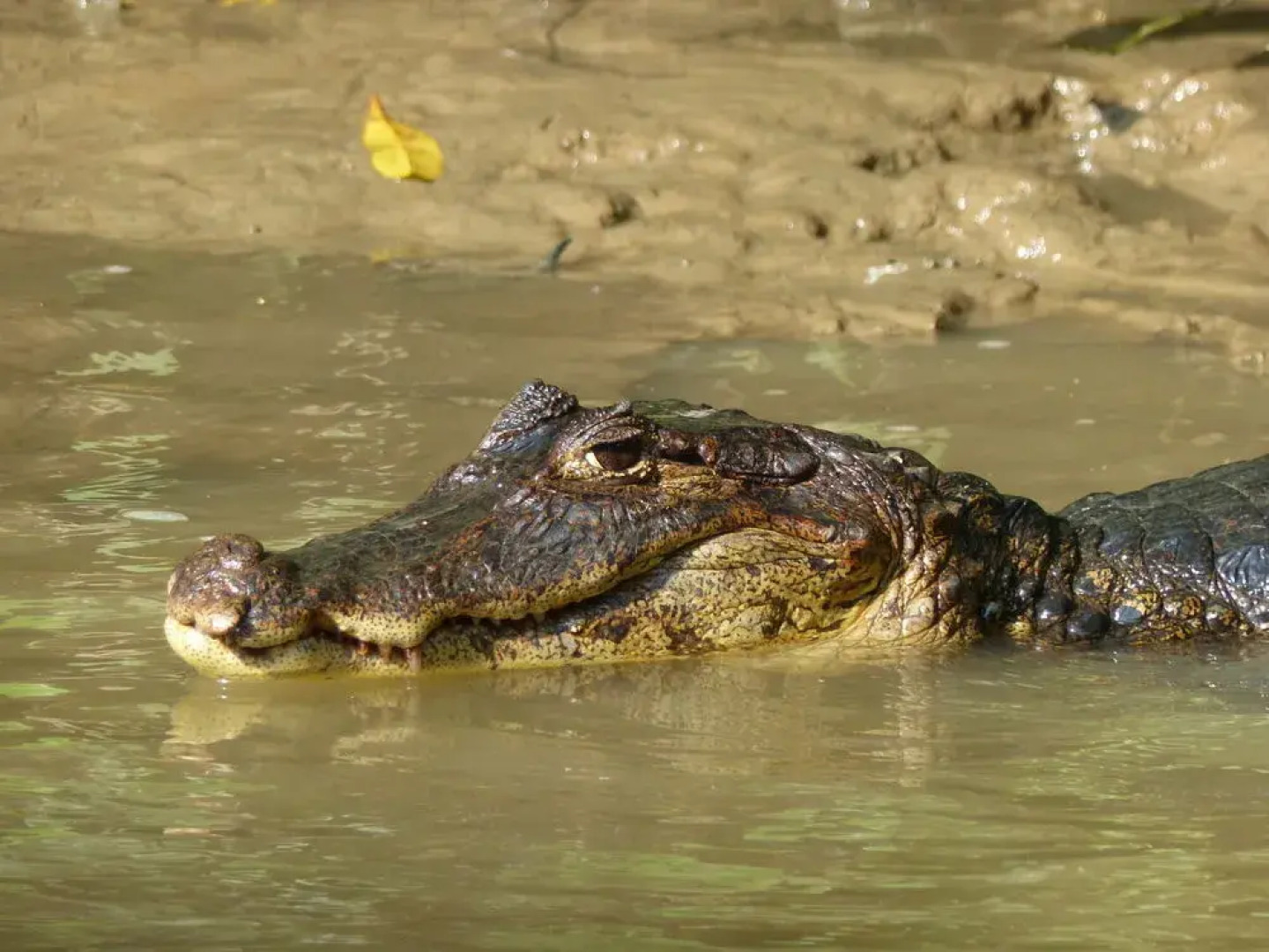 Le Colibri Rouge Hotel Cabinas