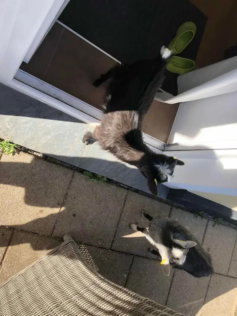 Pensionat Lugn&Ro&Minizoo