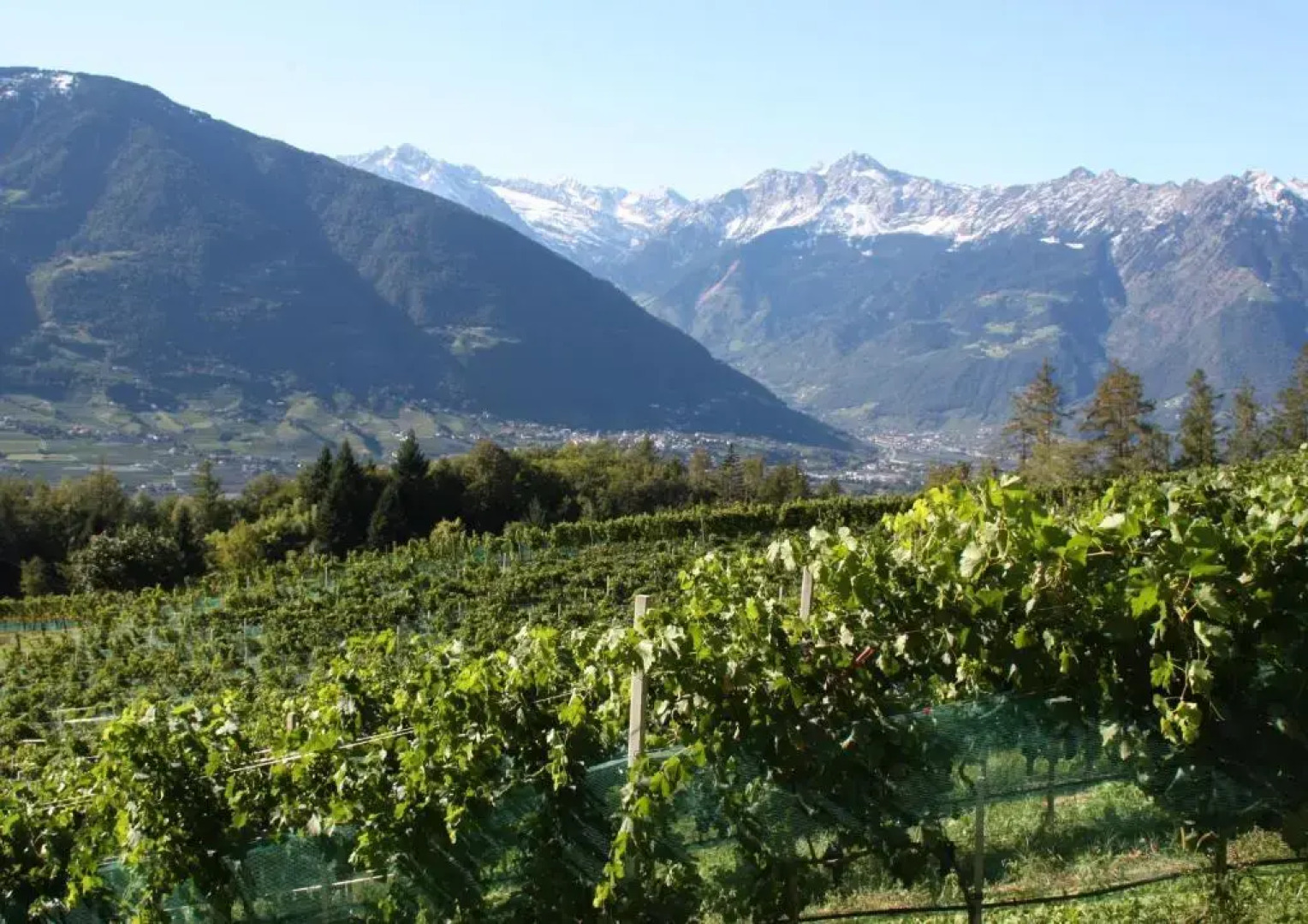 Eichenstein Weingut  Chalet