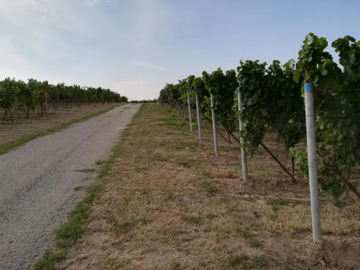 Ferienwohnung Südpfalz