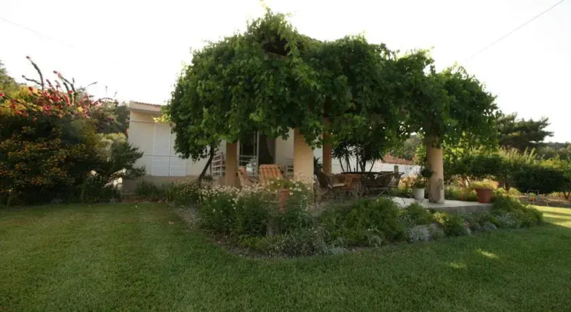 The Olive Grove