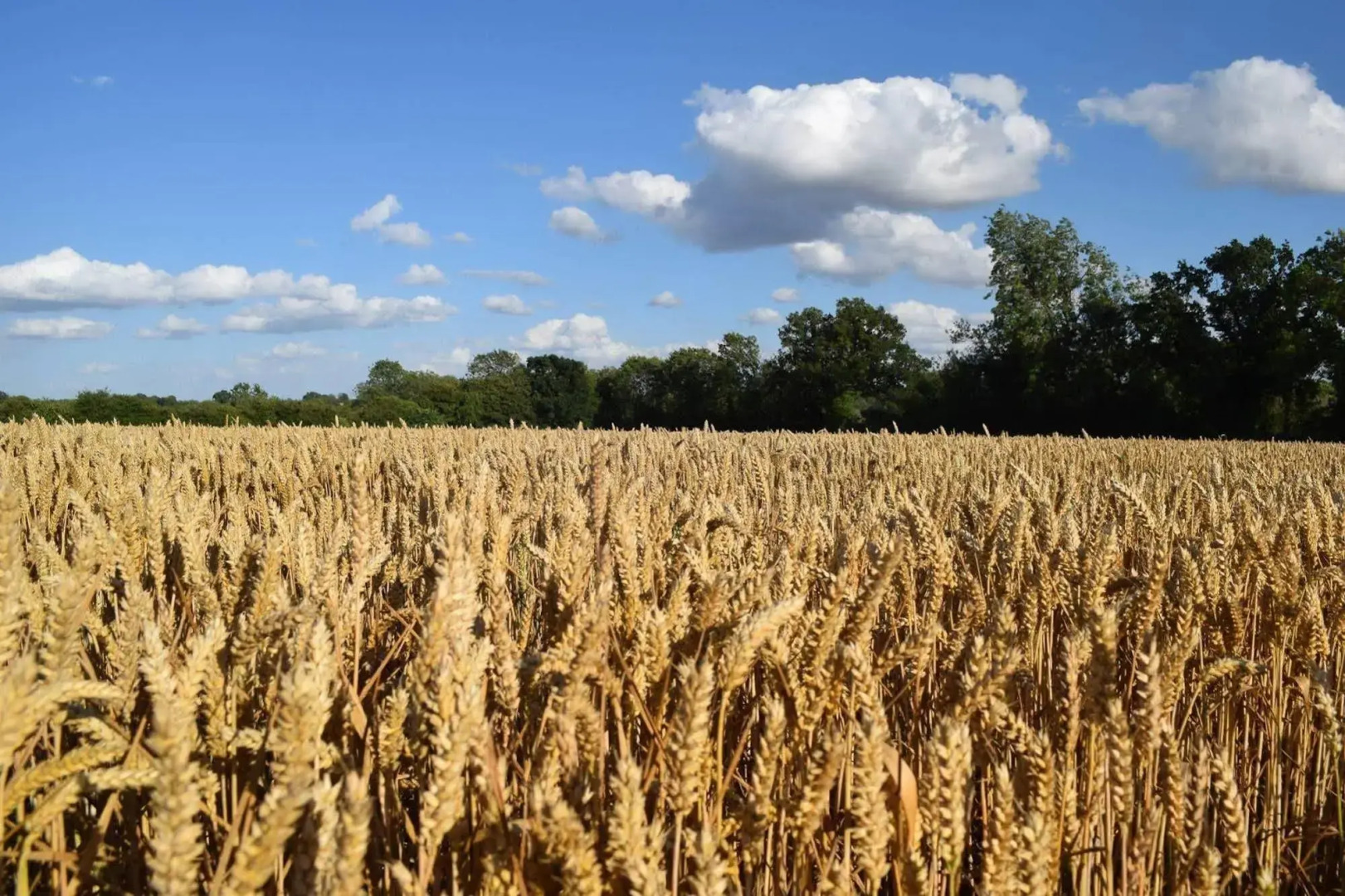At the Farmhouse Hunters Hall